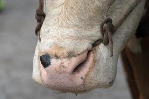 Cow with rope in the nose in seychelles photo