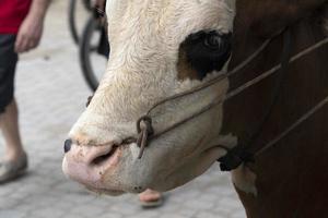 Cow with rope in the nose in seychelles photo