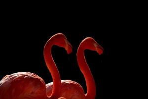 flamingos isolated on black photo