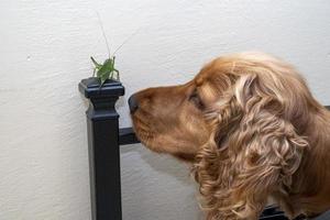 green grasshopper inside house with dog nosei nvestigating photo