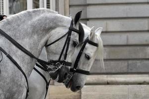 desfile de caballos blancos detalle foto