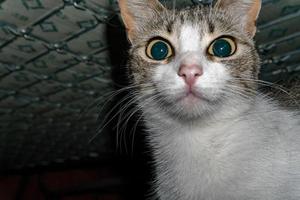 curious cat hiding under the bed photo