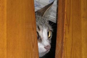 curious cat hiding under the bed photo