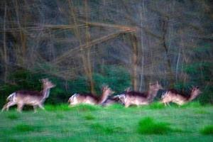 move effect on deer portrait while running on forest background like petroglyph photo