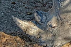 white rhino horn close detail