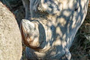 white rhino horn close detail