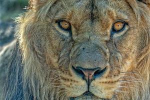 male lion eyes close up photo