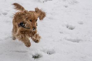 cocker spaniel feliz corriendo en la nieve foto