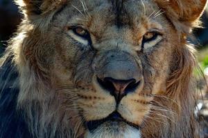 male lion eyes close up photo