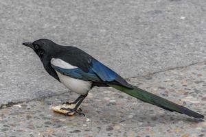 magpie eating bread photo