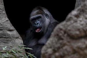 gorilla ape monkey close up portrait photo