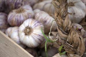 many garlic heads at the market photo