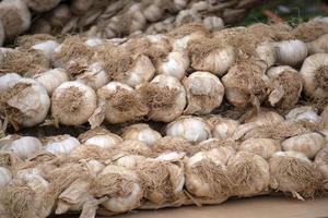 many garlic heads at the market photo