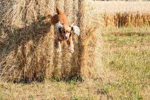 Dog puppy cocker spaniel jumping from wheat ball photo