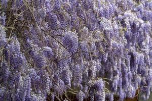 wisteria violet flowers branch photo