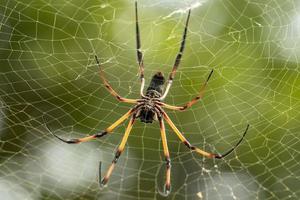 seychelles palm spider on web photo