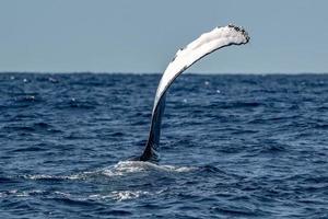 humpback whale slapping fin in cabo san lucas photo