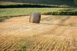 Mature Grain wheat field spike ear head photo