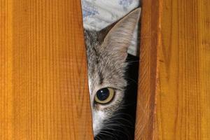 curious cat hiding under the bed photo