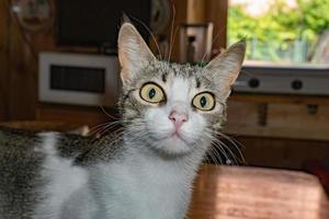 curious cat hiding under the bed photo