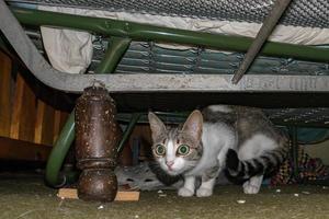 curious cat hiding under the bed photo