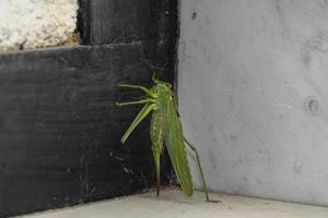 green grasshopper inside house photo