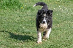 neborn baby puppy border collie photo