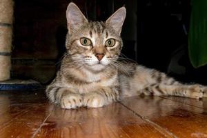 curious cat hiding under the bed photo