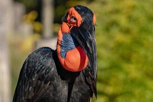 terrestrial calao hornbill bird photo