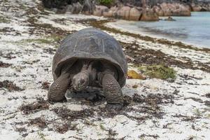 tortuga gigante de seychelles foto