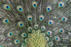 peacock bird wonderful feather open wheel portrait photo