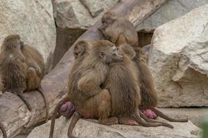 japanese macaque ape monkey family relaxing photo