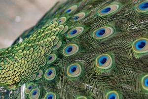 peacock bird wonderful feather open wheel portrait photo