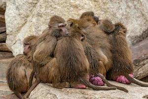 japanese macaque ape monkey family relaxing photo