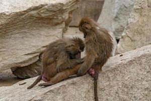 japanese macaque ape monkey grooming photo