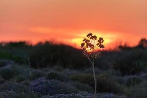 backlight on golden spike at sunset photo