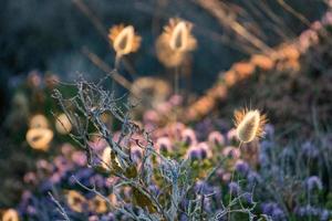 backlight on golden spike at sunset photo