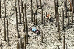 red big arm crab in mangroves photo