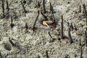 cangrejo rojo de brazo grande en manglares foto