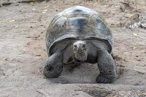 Seychelles giant terrestrial turtle close up portrait photo