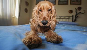 puppy dog cocker spaniel relaxing and sleeping on a bed photo