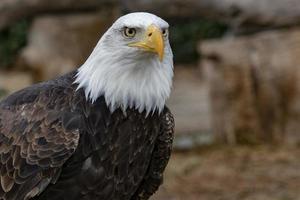 Retrato de águila calva americana foto