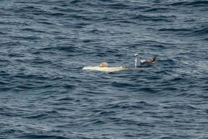 Seagull while cleaning sunfish on sea surface photo