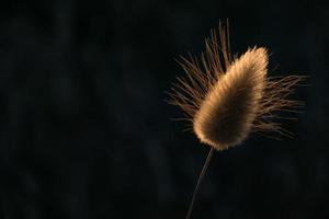 backlight on golden spike at sunset photo