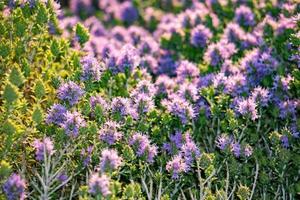 thyme flowers field in Sicily photo