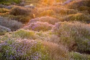 thyme flowers field in Sicily photo