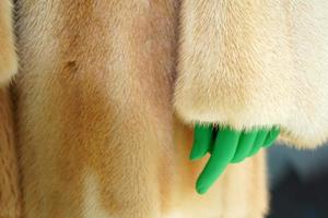 green hand on animal fur clothes detail photo