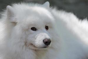 retrato de pomerania blanco foto