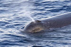 Sperm Whale at sunset in mediterranean Sea photo