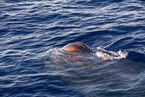 Sperm Whale at sunset in mediterranean Sea photo